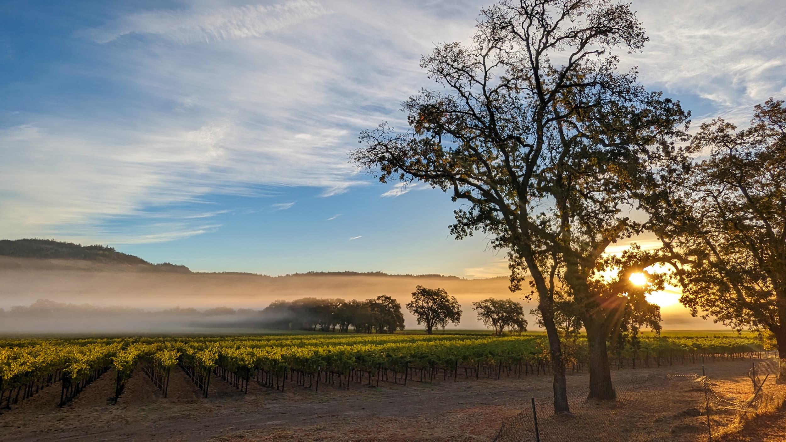 The Napa Valley fields across from our first campground